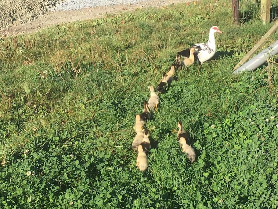 Gite A La Ferme, Au Coeur Du Mene Laurenan Экстерьер фото